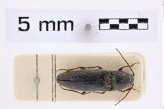 Foto (Dorsalansicht) von Melanotus caudex (Lewis, 1879) (NHMW-ZOO-COL-0007667)